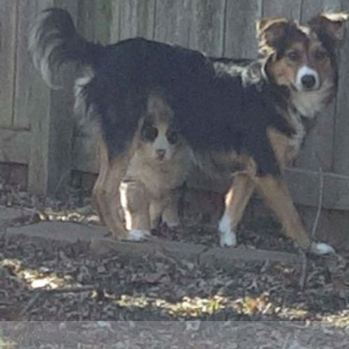 Pet Care Provider Courtney C's Profile Picture