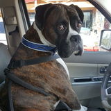Pet Lover Offering Overnight Care, Feeding, Walking, And Anything Else That You May Require In And Near McMinnville!