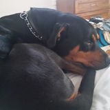 Dog Walking and pet sitter Wanted in West Sacramento.