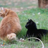 Veterinary assistant available for hire as pet sitter or dog walker