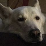 Responsible and mature house/pet setter