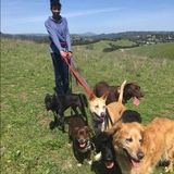 Pet Care Provider in Reno