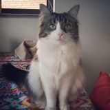 cat boarding job during Christmas