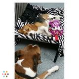 Experienced and Reliable Dog Walker & Overnight Boarding with Years of experience!