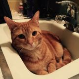 Caring and Attentive Cat Sitter!