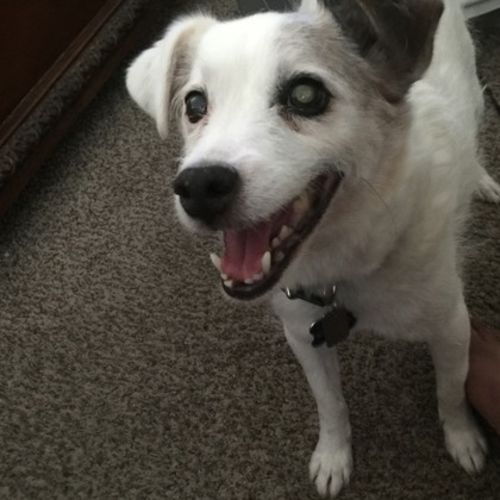 Pet Care Job Jacqueline J's Profile Picture