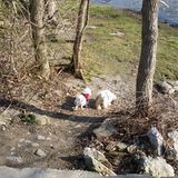 Seasoned Dog Sitter, dog walking, petsitting