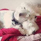 The Experienced Pet Care Chick! Dog walks and drop in pet sitter.