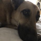 Consistent Dog Sitter and cat (kitten) sitter Anderson, South Carolina