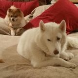 Wanted: a Caring Animal Caregiver