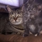 Qualified animal sitter
