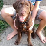 House and Dog sitting needed