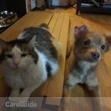 Active Pawdays-Reliable, Loving, Active, young adult looking for new opportunities