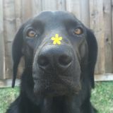 Hi! My name's Stephanie, I'm a 15 year old who loves animals and taking care of them! Can't wait to meet you and your pet!