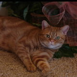 Backup Pet Sitter, Good Pay