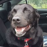 Dog Walking & Socialization