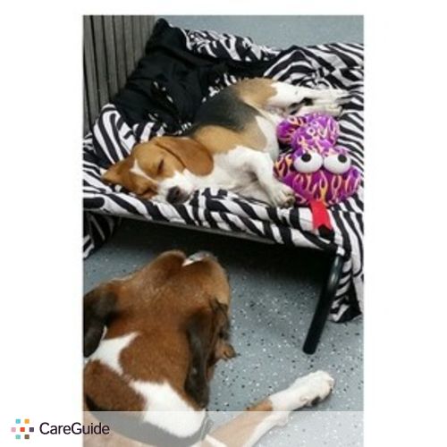 Pet Care Provider Samantha A's Profile Picture