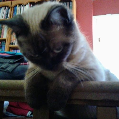 Pet Care Provider Jody Poapst's Profile Picture