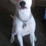 Well Trained Petsitter in Latrobe, Pennsylvania animal lover and pet owner and a mom 2 kids also dog walker. Look for pet job