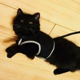 Available pet care provider with flexible schedule in Naperville!