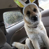 Caring Pet Care Provider for Your Home