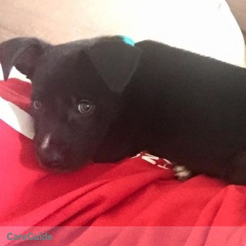 Pet Care Job Brittany P's Profile Picture