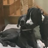 Occasional Midday Dog Care