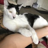 I am a college student looking to help take care of your pet! I love animals and this would be an ideal side job.