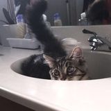 Hi! Friendly animal lover here!