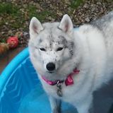 Seasoned Pet Sitter in Mississauga