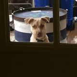 Loving Pet Sitter in Brownsville/South Padre Island