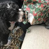 Seasoned Animal Lover in Milwaukee, Wisconsin