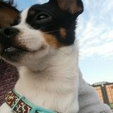 For Hire: Careful Pet Care Provider in San Antonio