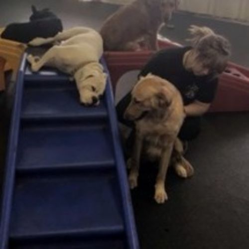 Pet Care Provider Giavonna P's Profile Picture