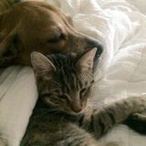 Wanted: Corpus Christi Pet Sitter for cat Dec.18-26!