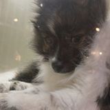Loving Pet Sitter & Dog Walker - available for your pet!