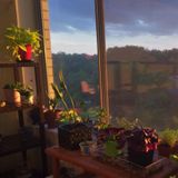 Looking for a plant sitter to come once for 30 min to an hour to water my houseplants while on vacation. $30.