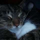 15 Year Old Looking For Pet Sitting Job!