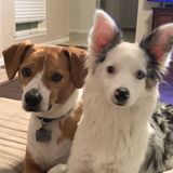 League City Animal Lover Interested In Work
