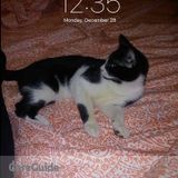 I animals
