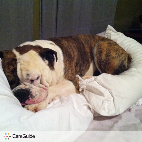 Pet Care Provider Jessica F's Profile Picture