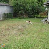 High-quality Dog Boarding in New Orleans Today