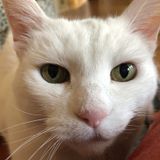 Cat Sitter Needed in Beverly Chicago