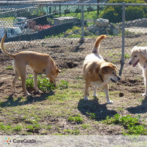 Pet Care Provider Molly R's Profile Picture