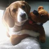 Available: Caring Pet Care Provider in Hanover