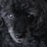 For Hire: Seasoned Pet Carer in Lake Mary