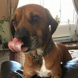 Dog walker needed three days a week in Collegeville, PA