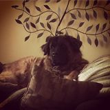 Hi! Im Melissa,Im available anytime days and night. Dog Walker and pet sitter in Cuyahoga Falls, Ohio