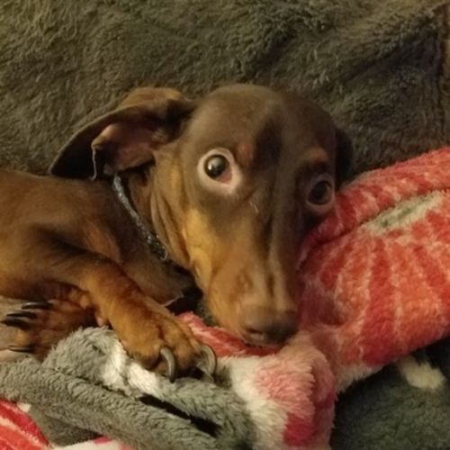 Pet Care Provider Kathryn F's Profile Picture