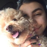 Pet Sitting and a little Grooming Available